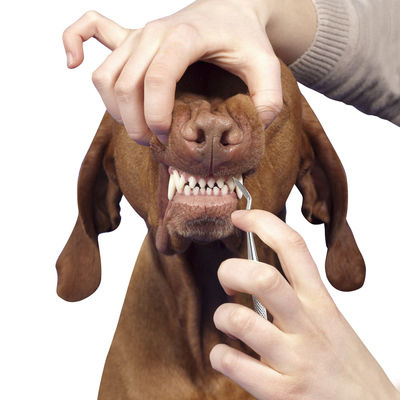Dientes de perro casero portátiles de los gatos de las herramientas de la preparación del animal doméstico que limpian cálculo dental del tártaro de la pluma el 17cm