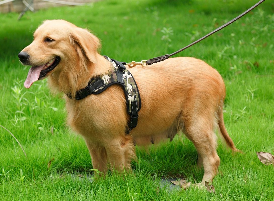 Correa del pecho de la silla de montar del perro casero del chaleco del arnés de Oxford Mesh Canvas Adjustable Padded Dog respirable ningún cuello del animal doméstico del tirón