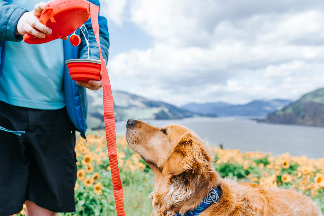 Botella de agua portátil construida correo 5 del cuenco del perro en 1