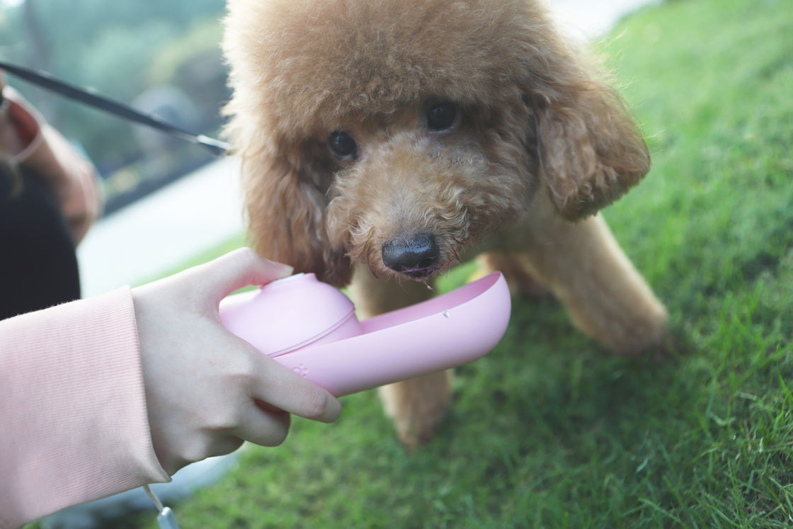 Pequeña caldera del animal doméstico de Mini Portable del perro del perro del dispensador plegable rosado de la botella de agua